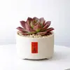 Conjunto fofo de plantas de interior para mesa para jardim de infância, fácil de cultivar e cuidar, pequenas plantas em vasos