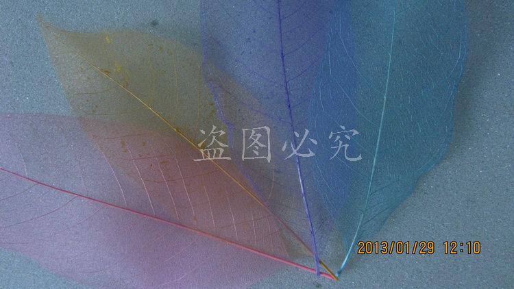 A027橡胶叶脉(49)
