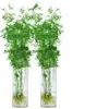 Bambu Hidropônico Indoor Bambu Hidropônico Cultivado em Água Bambu Guanyin, Bambu da Sorte, Bambu Nandina, Planta Verde de Alto Padrão para Pessoas Preguiçosas na Sala de Estar