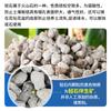 Partículas de pedra leve pedra-pomes solo carnoso plantas de orquídeas jardinagem de aquário semeadura paisagismo filtro de aquário retenção de água respirável