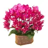 Planta de Phalaenopsis en Maceta con Vara Floral y Capullo Floral Flor Otoño e Invierno Orquídea para Sala de Estar Plántula Grande Planta de Interior Fácil de Mantener en Todas las Estaciones