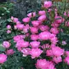 Planta de Rosas para Balcón con Semillas de Rosa, Rosas en Maceta de Fragancia Fuerte Todo el Año, Plantas de Flores Extra Grandes para Balcón y Patio