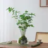 Gardenia Hidropónica Bola de Musgo en Maceta Rosa Miniatura Plantas de Oficina Bambú de la Suerte Árbol del Dinero de Escritorio Interior