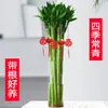 Dragón de Bambú Wenchang Bambú 4 Piezas con Raíces para Cultivo en Agua, Bambú Rico y Próspero, Plantas de Alto Cultivo en Agua, Plantas de Interior para Sala de Estar