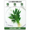 Plantas Hidropónicas en Maceta con Flores, Flores de Interior y Plantas Verdes, Plantas Acuáticas Fáciles de Cuidar en Todas las Estaciones, Rábano Verde, Espárragos Ricos, Arracacha, Palmera Roja y Blanca
