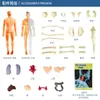 Ventas Directas de Fábrica Modelo del Cuerpo Humano Juguetes para Niños Ciencia Cognitiva Stem Rompecabezas Educativo Ensamblaje de Órganos Estructura Ósea del Esqueleto