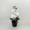 Comércio Exterior Internacional Pote de Areia Negra Orquídea Phalaenopsis Artificial Planta em Vaso Prop para Fotografia de Casamento Interna com 3 Flores Artificiais e Planta Verde Bonsai