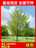 Envío directo de plantones de ginkgo con hojas verde doradas tempranas, adecuados para plantar en patios y villas, se pueden cultivar tanto en el norte como en el sur, grandes árboles ornamentales paisajísticos en macetas
