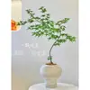 Flor Hoja Primavera Manantial Fluyente Arce de Primavera Planta Verde en Maceta Estudio Sala de Estar Planta de Patio Sauce Dorado Arce de Primavera Bonsái Estilo Zen Japonés