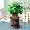 Árbol del Dinero Pequeño en Maceta Flores y Plantas Verdes en la Oficina Absorben Formaldehído, Eneldo Verde y Espárrago, Árbol del Dinero Hidropónico es Fácil de Cultivar