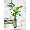 Strelitzia reginae, planta hidropónica en maceta, ideal para interiores, salas de estar, oficinas y fácil de alimentar en cualquier estación.
