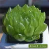 Planta Suculenta de Balcón en Maceta Premium Rosa Huevo de Durazno Montaña Rosa Planta Verde de Interior para Escritorio Jade Nevado Rocío de Jade