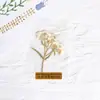 Planta Espécime Selada em Plástico Espécime de Planta Crianças do Jardim de Infância Ferramenta de Ensino Flor Seca Marcador de Página Cartão com Folha Real em Relevo