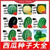 Fabricante Original Atacado Sementes de Melancia Açúcar de Pedra Kirin 8424 Mel Melão Pequeno Preguiçoso Rei Sementes de Pele Preta