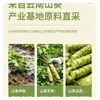 Salsa Wasabi, Auténtica Pasta de Rábano Picante Verde Wasabi, Salsa Condimento Especial para Cocina Japonesa, Sushi, Salmón y Sashimi, Uso Comercial