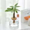 Planta Hidropónica Árbol del Dinero Planta Verde Atrae Fortuna Adorno de Interior de Oficina Planta Pequeña en Maceta de Escritorio Purificación del Aire Fácil de Cuidar Tolerante a la Sombra