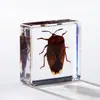 A Fábrica de Artesanato Zhongkun vende espécimes de insetos genuínos como itens decorativos, embutidos em resina de alta transparência, como brinquedos científicos educativos para crianças.