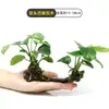 Plantas de Acuario, Decoraciones de Paisajismo con Césped Real, Plantas Aptas para Principiantes, Crisantemo Verde Ciempiés, Plantas de Sombra, Piedra Volcánica, Plantas Verdes Purificadoras de Agua