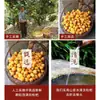 Direto do FabricanteLuo Han Guo Seco, Origem Direta da Fazenda, Lanche Doce Sem Caroço, Conservas de Frutas, Fruta Luo Han Guo Seca Embalagem de Saquinho 50g