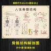 Mapa de Pontos dos Meridianos do Corpo Corpo Inteiro Padrão Alto Crianças Claro Medicina Tradicional Chinesa Massagem nos Pés Acupuntura Cartaz de Saúde