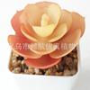 Suculenta Artificial Cabeça de Flor de Suculenta Artificial Bonsai Artificial Acessórios DIY Fabricante Conjunto de Cabeças de Flor de Suculenta Cor Personalizada