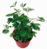 Planta Verde en Maceta Hiedra al por Mayor, Orquídea Araña de Balcón, Planta Verde, Planta con Flor, Árbol del Dinero, Flor de Longevidad, Gran Descuento
