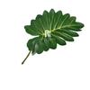 Planta Verde Simulada Goteando Guanyin Hoja de Tortuga Pluma de Primavera Girasol Sanwei Hoja de Falso Mori Flor de Boda Hoja Decorativa Ornamental Material