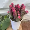Planta Suculenta Colar de Dinheiro em Vaso para Riqueza, Planta Colar de Dinheiro Multi-Cabeça, Planta Verde de Mesa para Interior, Suculenta Premium, Caule Antigo Grande