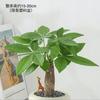 Árbol del Dinero Planta Verde de Interior en Maceta Pequeña Oficina Sala de Estar Escritorio Planta de la Fortuna Purifica el Aire y es Fácil de Mantener en Todas las Estaciones