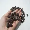 30 Pinhas, Pinhas Bonitas, Decoração de Jardim de Infância, Joias Criativas Feitas à Mão, Pintura de Pinhas, Torre de Pinhas DIY Pinha