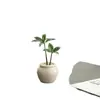 Bonsái Sala de Estar Mesa de Café Fácil de Cuidar Flores Plantas Verdes Perennes Cuatro Estaciones Oficina Escritorio Interior Plantas Purificadoras de Aire