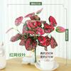 Filme de folha de planta verde simulada com Yang, arranjo de flores de 7 galhos, material para loja, decoração de engenharia, ferramenta para fotografia ao ar livre