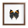 Raro Exhibidor de Mariposa Hoja Muerta en Marco con Acabado de Alta Gama, Pintura Decorativa de Espécimen para Regalo, Nicho de Mariposa Versátil de Lujo Ligero