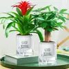 Plántulas de palma roja de la suerte en macetas grandes, adecuadas para exhibición en la sala de estar, flores y plantas hidropónicas cultivadas en casa, fáciles de cuidar en interiores y prosperan en todas las estaciones.