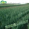 Sementes de Cebolinha Quatro Estações Atacado Cebola Verde de Zhangqiu Sementes Quatro Estações Pacote de 20g Sementes de Cebola Verde Cebola de Ferro Sementes de Vegetais