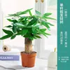Árbol del Dinero Planta Pequeña en Maceta Planta Verde de Escritorio Planta Verde Oficina Feng Shui Bonsái Planta Purificadora de Aire Árbol del Dinero Mayoreo