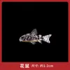 Peixe Ornamental Limpador Musgo Dourado Vivo Tanque de Peixes Ferramenta de Limpeza Peixe Rato de Água Doce Pequeno Tropical Animal de Estimação