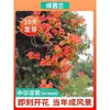 Mudas de Flor de Clematis Resistentes ao Frio, Plantas Trepadeiras, Mudas de Flores Grandes, Plantas Verdes, Plantas de Vaso para Jardim, Varanda para Todas as Estações, Flor de Fogo, Glicínia