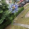 Viento de océano azul flores de simulación para boda al por mayor azul oscuro azul zafiro azul bruma blanco boda camino guía techo flores falsas