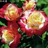 Rosa miniatura, rosa de floración abundante, multiflora, tipo mini, florece todo el año en macetas de balcón