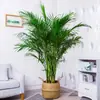 Planta de Palma Areca en Maceta Grande, Planta Verde Grande, Bonsái de Bambú Hawaiano, Mini Palmera de Coco, Palmera de Coco de la Suerte