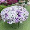 Semillas de Petunia Colgante Importadas, Plantas de Maceta de Petunia Colgante Fáciles de Cultivar, Semillas de Flores para Todas las Estaciones, Tasa de Germinación 80%