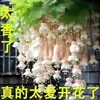 Compras en comercio electrónico - Transfronterizo: Semillas de flor de Clematis fáciles de cultivar, adecuadas para plantar todo el año, semillas de germinación y floración, planta trepadora