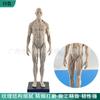 Modelo de cráneo de referencia para pintura de 30 cm color músculo Arte anatomía estructura hueso músculo humano Arte boceto