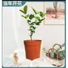 Planta de Jazmín en Maceta Florece en Todas las Estaciones, Plántulas de Jazmín Especialmente Aromáticas con Capullos, Plantas con Flores, Florales de Interior, Fácil de Cultivar