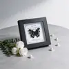 Marco de Vidrio Moderno Sencillo para Espécimenes de Mariposa Sala de Estar Regalo Pintura Decorativa Marco de Espécimen