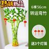 Planta Hidropónica de Bambú con Raíces para la Buena Suerte, Planta de Interior para la Riqueza y la Prosperidad, Planta de Bambú Curvo en Maceta para Sala de Estar