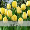 Bulbos de Tulipa para Venda no Atacado, Variedade de Pétala Simples, 1 Bulbo por Pacote, Bulbos de 5 Graus, Plantas de Flores de Interior em Vasos, Floresce o Ano Todo, Fácil de Cuidar