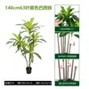 Árvore Artificial Madeira Brasileira Planta em Vaso Planta Artificial Verde Ipê Roxo Árvore Artificial de Chão Bonsai Árvore Artificial de Sangue de Dragão de Alta Qualidade Árvore de Ipê Vermelho