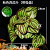 Plantas Artificiales para Paisajismo de Reptiles, para Reptiles, Tortugas, Lagartijas, Ranas Cornudas, Terrarios, Plantas Verdes, Tanque de Selva Tropical, Decoraciones de Hojas